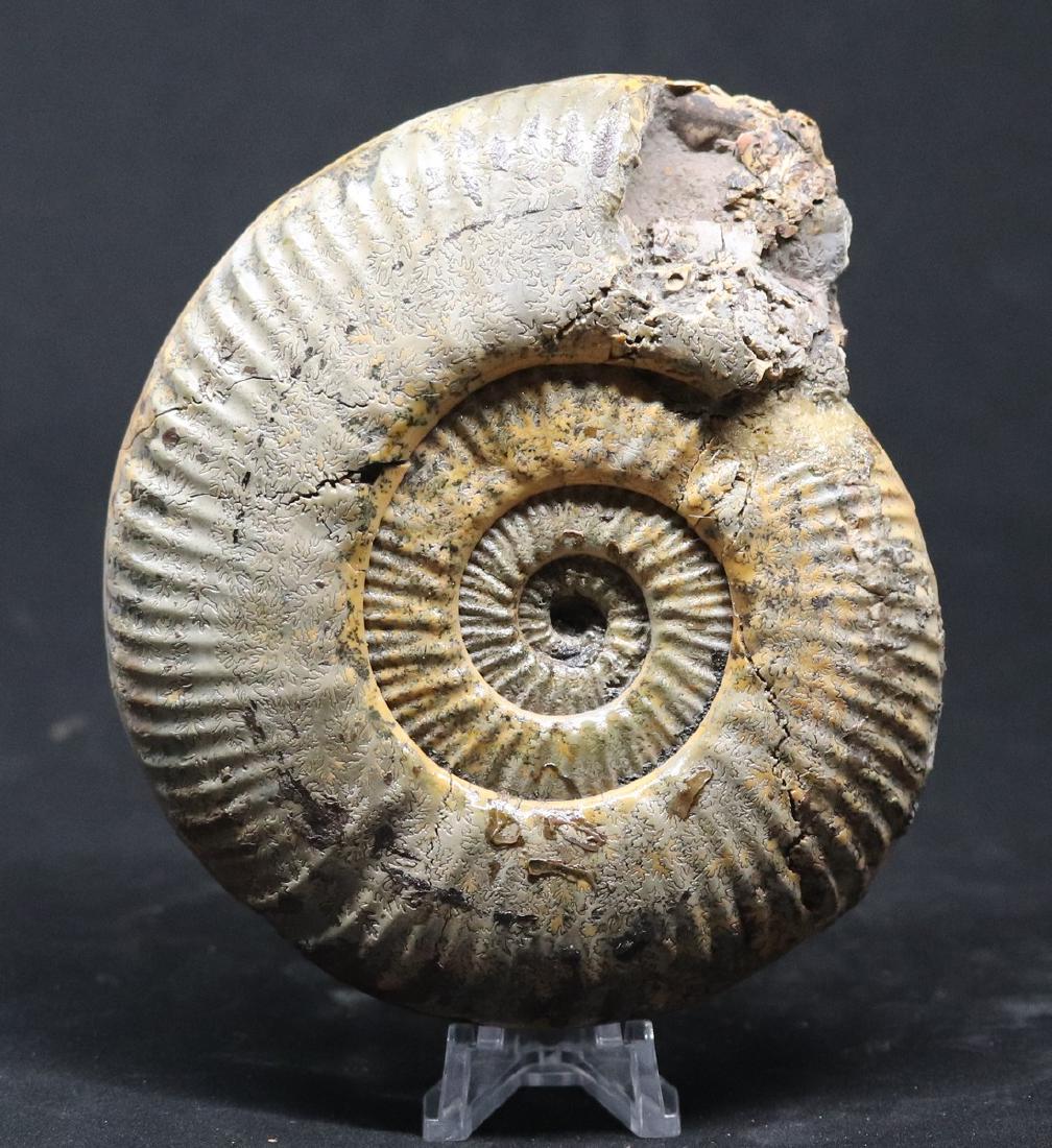 Jurassic ammonite : Hammatoceras speciosum: Item: Jurassic ammonite : Hammatoceras speciosum Age: Jurassic , toarcian stage Location (the place the fossil has been found): Rhône-Alpes , Near Lyon , France Size of the fossil: 14.0 cm Weight: 65