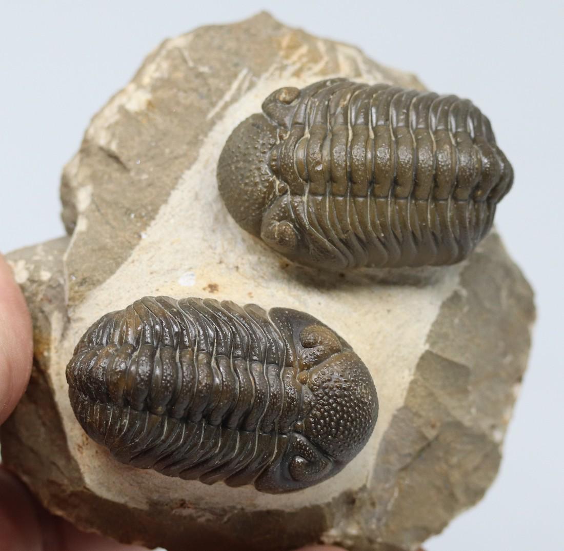 Outstanding natural green double fossil trilobites : (1 of 9)