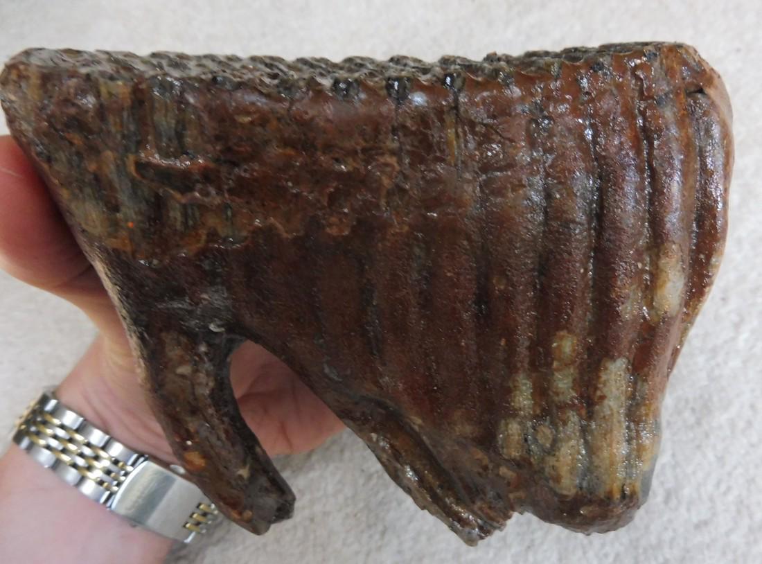 Woolly Mammoth Molar (5.31 inches) - North Sea - (1 of 7)