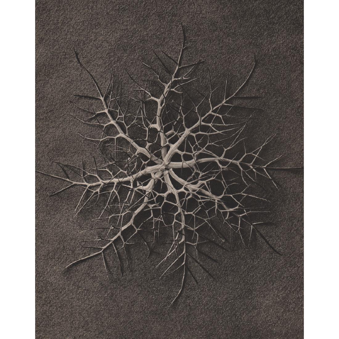 KARL BLOSSFELDT - Nigella damascena: Artist: KARL BLOSSFELDT Print Title: Nigella damascena Medium: Sheet-fed Gravure Printing Date: 1930's Printed in Germany Image Size approx: 8.5 X 11 inches Karl Blossfeldt (1865-1932) was a German ph