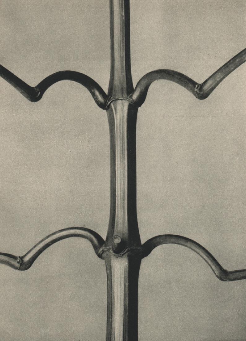 PROF. KARL BLOSSFELDT - Impatiens glanduligera: Artist: PROF. KARL BLOSSFELDT Print Title: Impatiens glanduligera Printing Date: 1936 Medium: Photoengraving Printed in: Germany Approx. image size: 10” x 7” Karl Blossfeldt was a German photograp