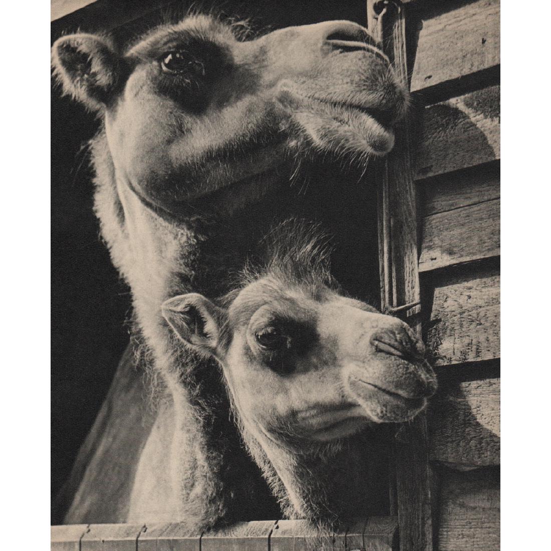 WOLFGANG SUSCHITZKY - Two Camels: Artist: WOLFGANG SUSCHITZKY Print Title: Two Camels Medium: Sheet-fed Gravure Printing Date: 1940's Printed in Great Britain Image Size approx: 6 X 7.5 inches Wolfgang Suschitzky (1912-2016) was a doc