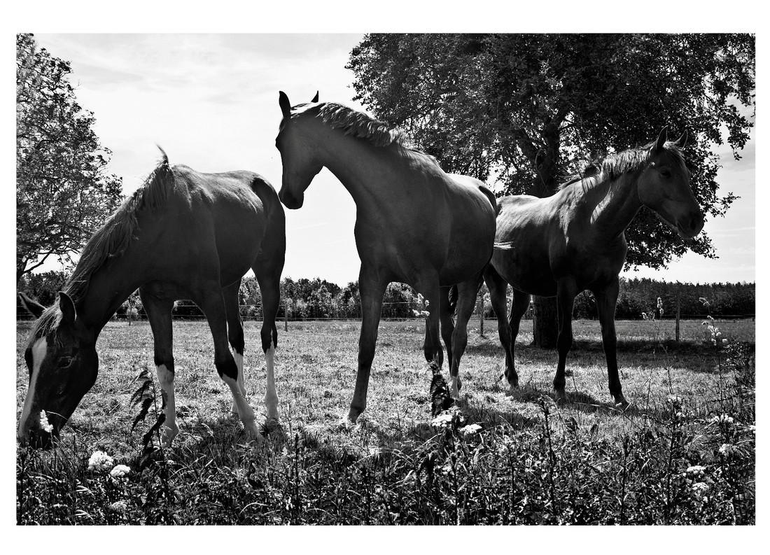 Emanuele Cucuzza (1975) Photo Untitled, The Netherlands (1 of 3)