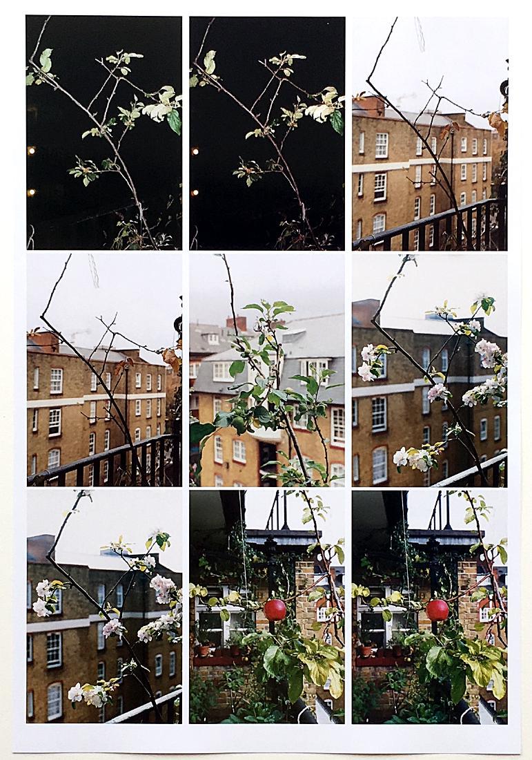 Wolfgang Tillmans Photo Process(apple tree) (1 of 2)