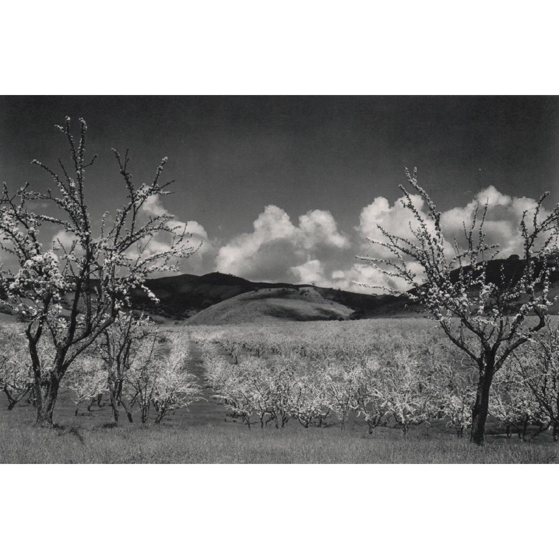 ANSEL ADAMS - Orchard, Santa Clara Valley, CA: Artist: ANSEL ADAMS Print Title: Orchard, Santa Clara Valley, CA Medium: Sheet-fed Gravure Printing Date: 1950's Printed in the USA Image Size approx: 8.75 x 5.75 inches Ansel Adams (February 20, 1902