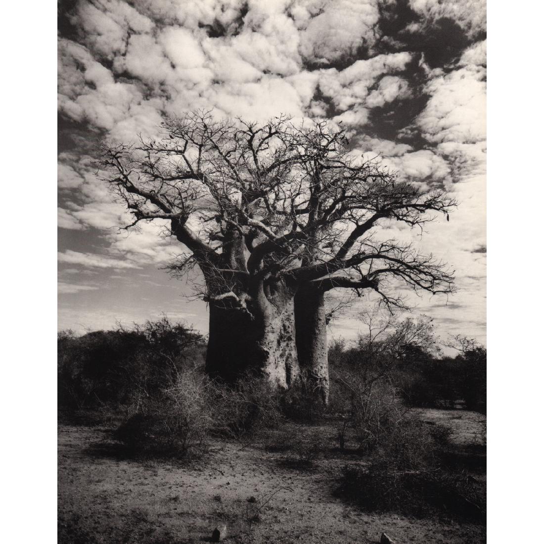 GIAN PAOLO BARBIERI - Baobab Tree: Artist: GIAN PAOLO BARBIERI Print Title: Baobab Tree Medium: Photo-engraving Printed in 1990's Printed in Italy Image Size: 10 x 12.5 inches Gian Paolo Barbieri (b. 1938) first worked in cinema and th