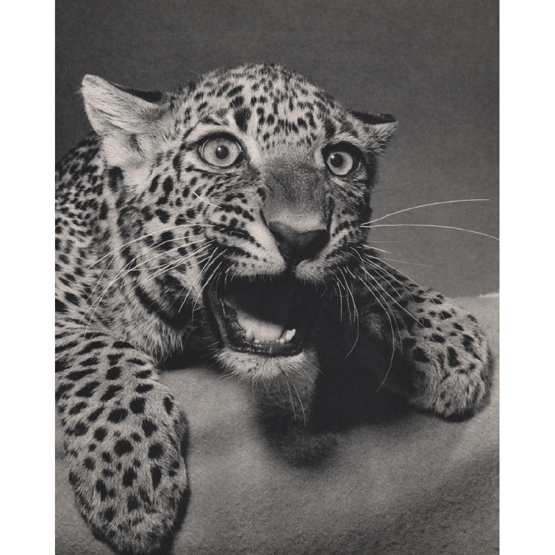 YLLA - Panther: Artist: YLLA Print Title: Panther Medium: Sheet-fed Gravure Printing Date: 1950's Printed in France Image size approx. 8.5 x 10.5 inches Ylla (1911-1955) was a Hungarian photographer who specialized i