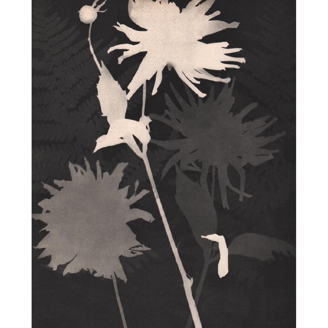 MAN RAY - Rayograph, Flowers: Artist: MAN RAY Print Title: Rayograph, Flowers Medium: Sheet-fed Gravure Printing Date: 1930's Printed in France Image size approx. 7.5 x 9.5 inches Man Ray, original name Emmanuel Radnitzky, was bor