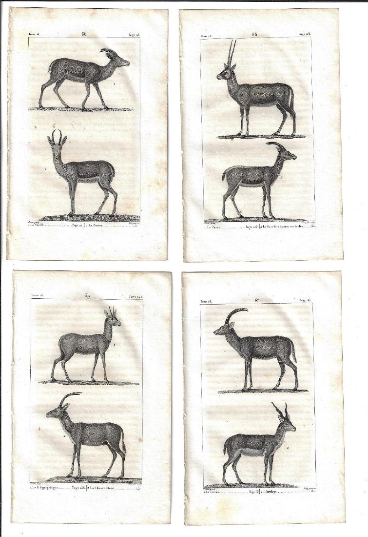 1821 Four Buffon Engravings Gazelle (1 of 1)