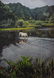 ELIOT ELISOFON - White Horse, Tahiti