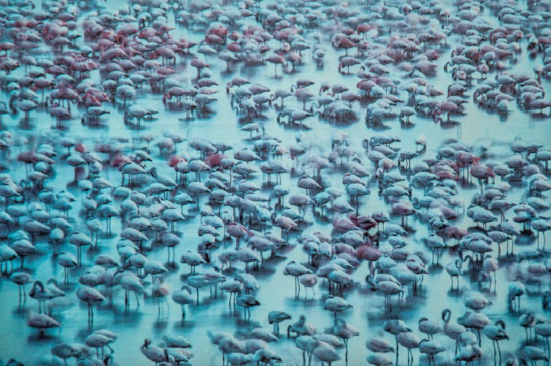 FRANS LANTING - Flamingos, Lake Nakuru, Kenya: Artist: Lanting, Frans Title: Flamingos, Lake Nakuru, Kenya Medium: Photo Litho, 1987, Japan Dimensions: 6.25x5.5" Heat Wax Mounted on 11x14" Conservation Board Please note that this lot has a confide