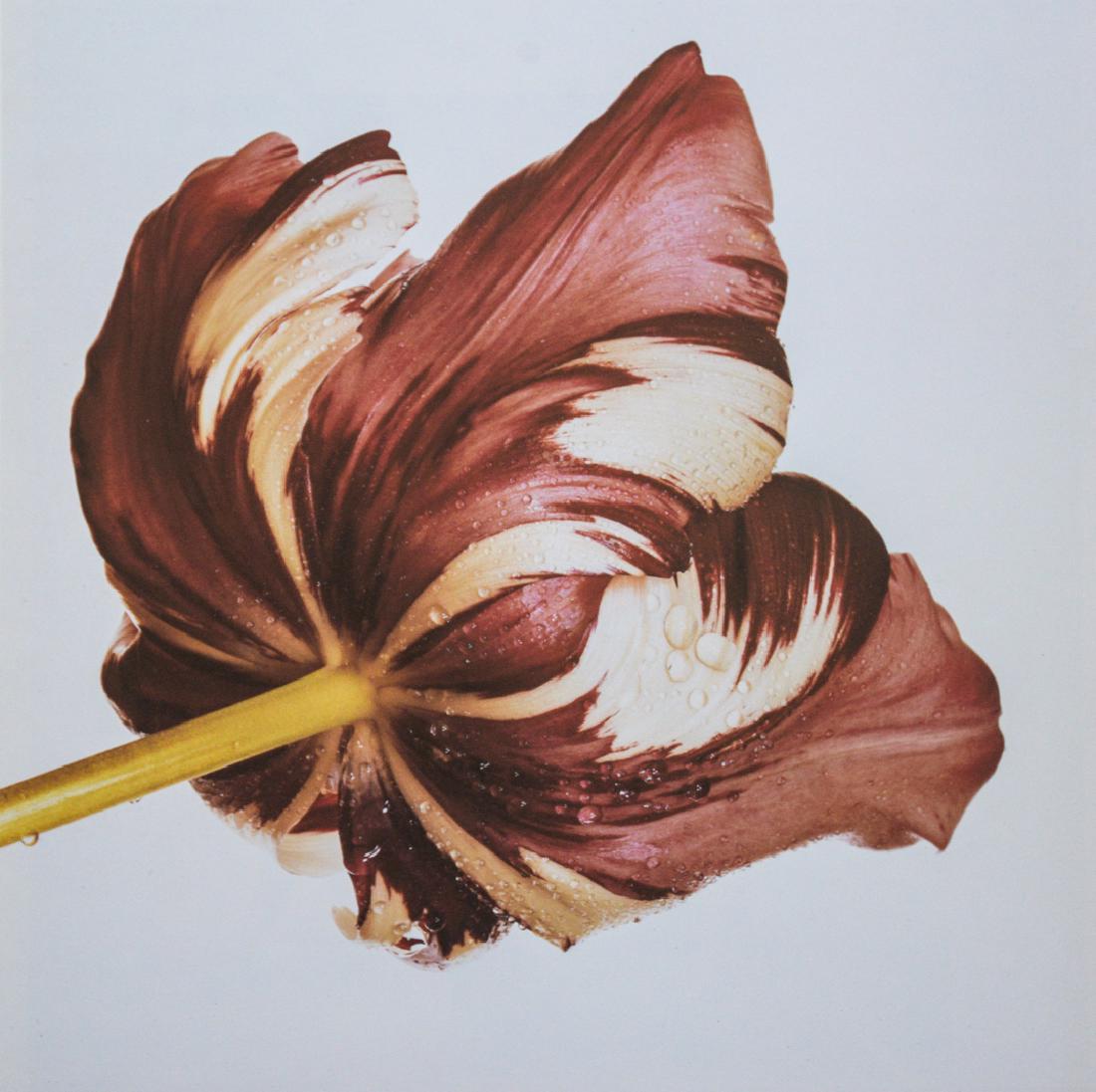 IRVING PENN - Purple Tulip: Artist: Penn, Irving Title: Purple Tulip Medium: Photo Litho, 1983, Japan Dimensions: 8.85x8.9" Heat Wax Mounted on 12x16" Conservation Board Irving Penn was an American photographer known for his fas