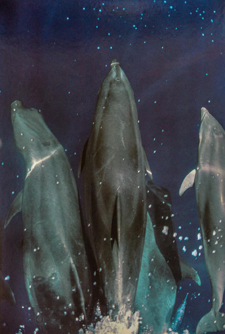 ELIOT PORTER - Porpoises: Artist: Porter, Eliot Title: Porpoises Medium: Photo Litho, 1968, England Dimensions: 7.4x11" Heat Wax Mounted on 12x16" Conservation Board Please note that this lot has a confidential reserve. When y