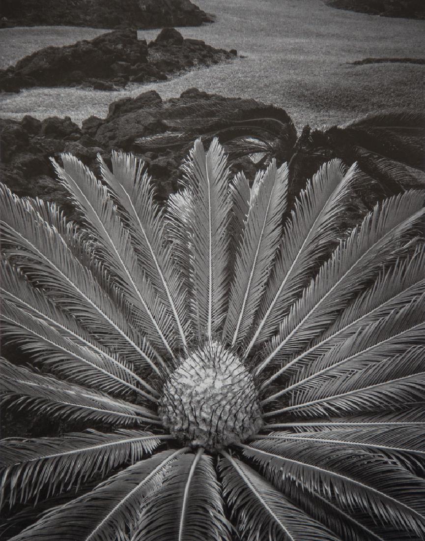 DON WORTH - Cycas revoluta, Hawaii, 1977: Artist: Worth, Don Title: Cycas revoluta, Hawaii, 1977 Medium: Photo Litho,1986, USA Dimensions: 6.25x7.75" Heat Wax Mounted on 11x14" Conservation Board Don Worth (1924 – 2009) was an American phot
