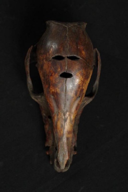 small animal carved skull (1 of 10)