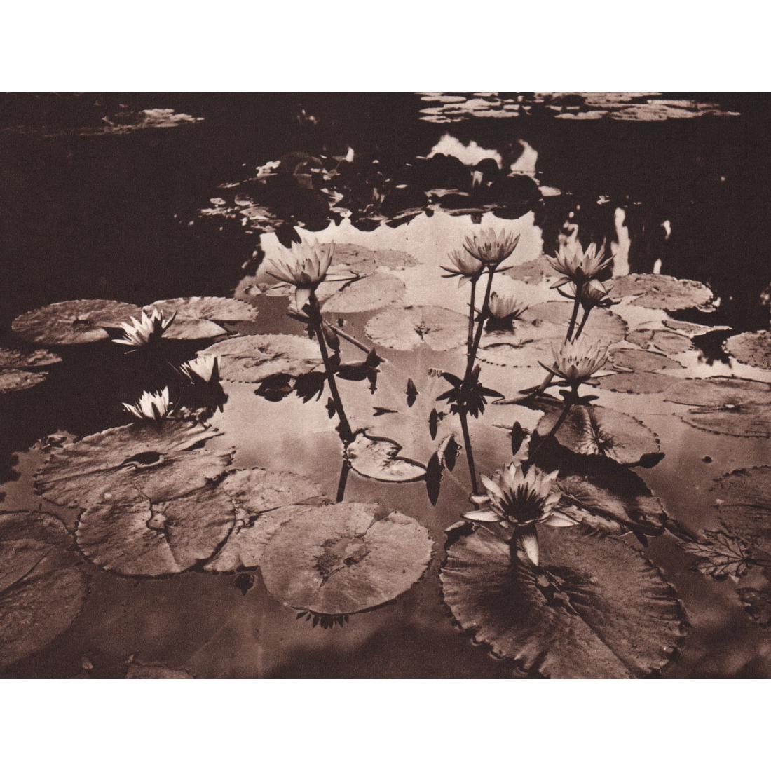 EUGENE ATGET - Lily Pads: Artist: EUGENE ATGET Print Title: Lily Pads Medium: Sheet-Fed Gravure Printing Date: 1960's Printed in Switzerland Image Size approx: 7.25 x 5.5 inches Jean-Eugène-Auguste Atget (1857-1927) was a pio