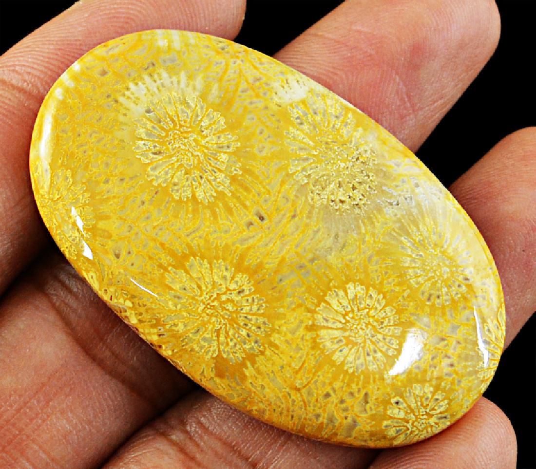 Coral Fossil Oval Gemstone (1 of 2)