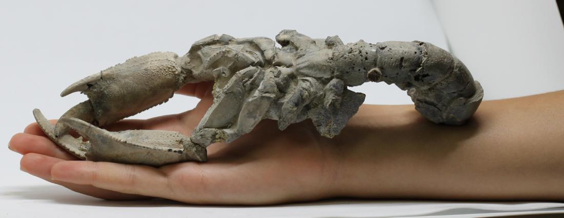 Giant fossil lobster : Thalassina emerii (1 of 5)