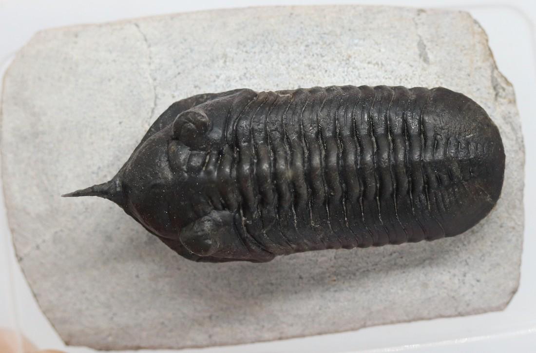 Fossil trilobite with free standing spine: Morocconites (1 of 5)