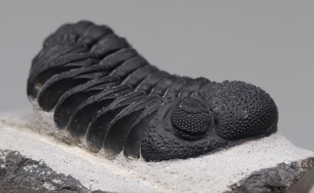 Fossil trilobite with perfect eyes : Hypsipariops (1 of 7)