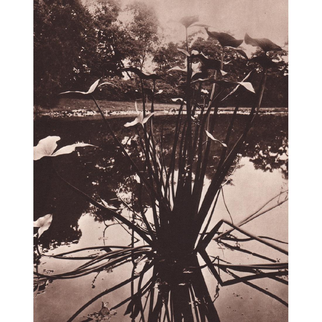 EUGENE ATGET - Iris growing in a Lake in Paris: Artist: EUGENE ATGET Print Title: Iris growing in a Lake in Paris Medium: Sheet-Fed Gravure Printing Date: 1960's Printed in Switzerland Image Size approx: 6.5 x 8.25 inches Jean-Eugène-Auguste Atget