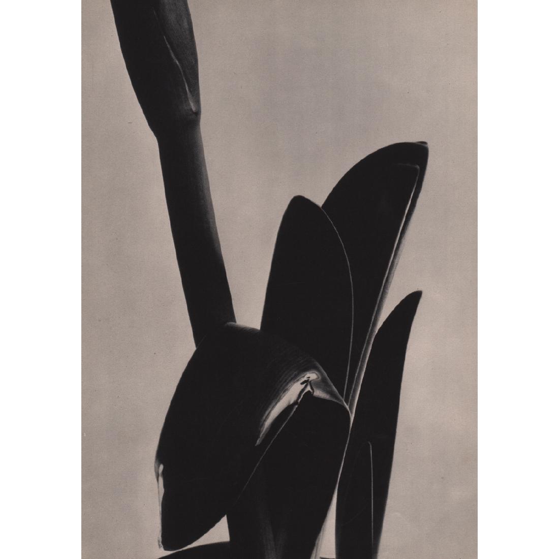 IMOGENE CUNNINGHAM - Amaryllis: Artist: IMOGENE CUNNINGHAM Print Title: Amaryllis Medium: Sheet-fed Gravure Printing Date: 1930's Printed in the USA Image Size approx: 7.5 x 10.5 inches Imogene Cunningham (1883-1976) was an American