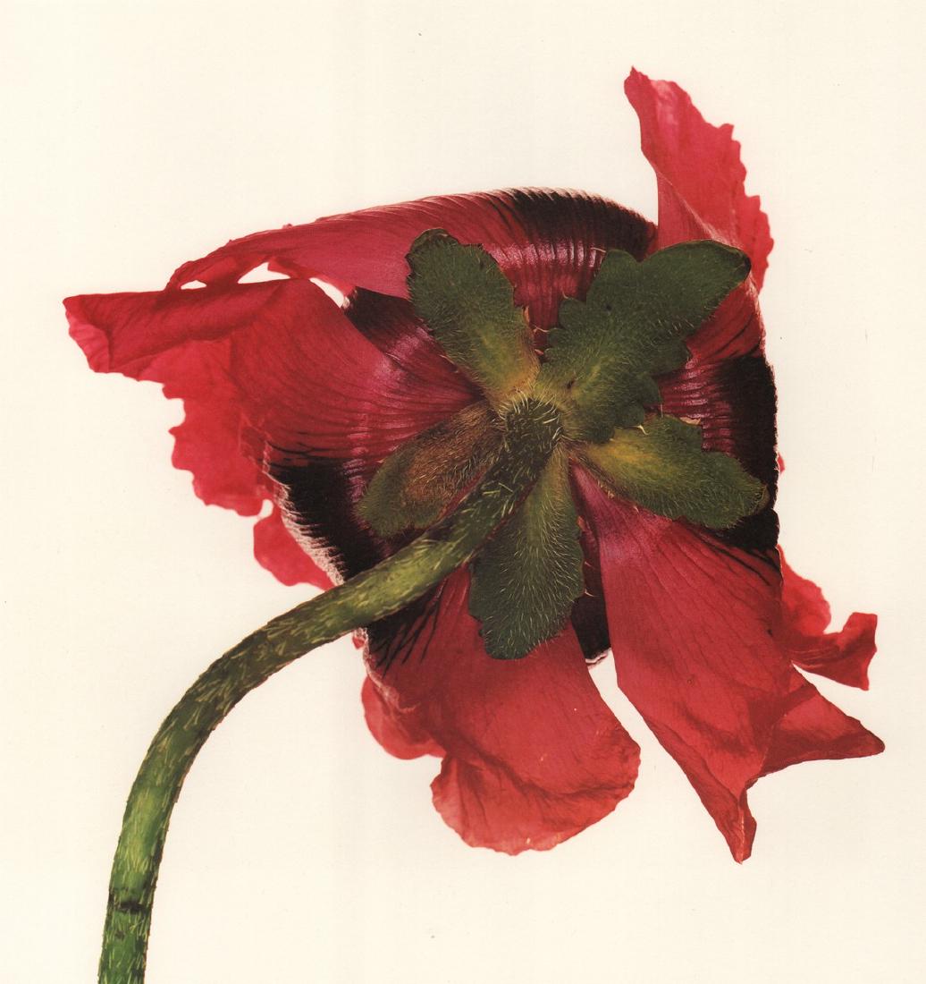 IRVING PENN - Oriental Poppy, NY, 1968: Artist: IRVING PENN Print Title: Oriental Poppy, NY, 1968 Medium: Quad-tone Photoengraving Printed 1991 in the US Image size (inches) approx.9 x 8” Irving Penn was an American photographer known for