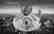Tan Tolga Demirci Photographic Collage - Limited
