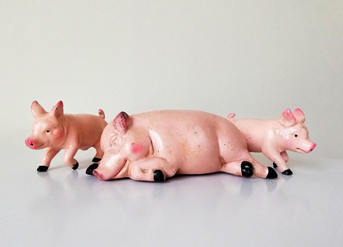 Beautifull pig family from butcher shop (counter (1 of 9)