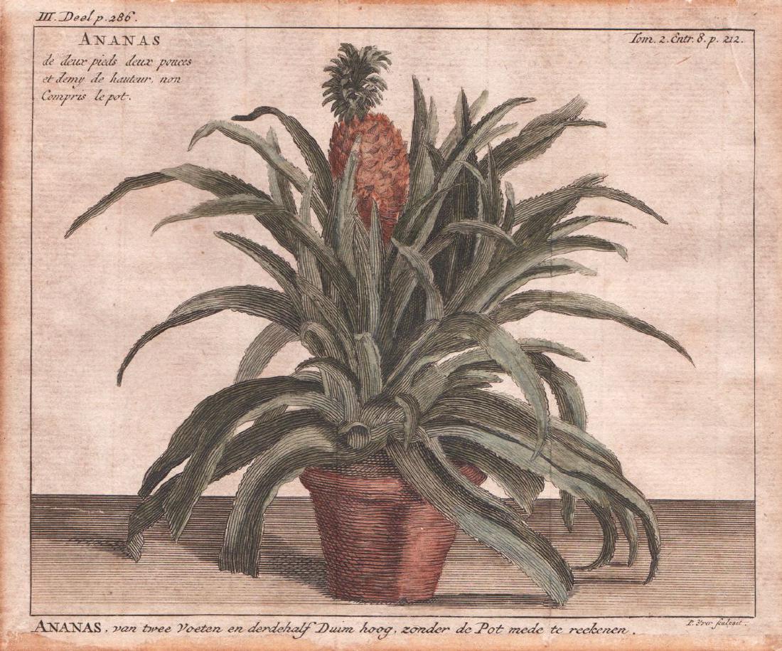 J.C. Back: Potted Pineapple/1780s engraving: J.C. Back: Potted Pineapple/1780s engraving Ananas, van twee Voeten en derdehalf Duim Back's wonderful engraving of a pineapple plant was derived from a painting by J. B. Oudry now in the Chateau of V