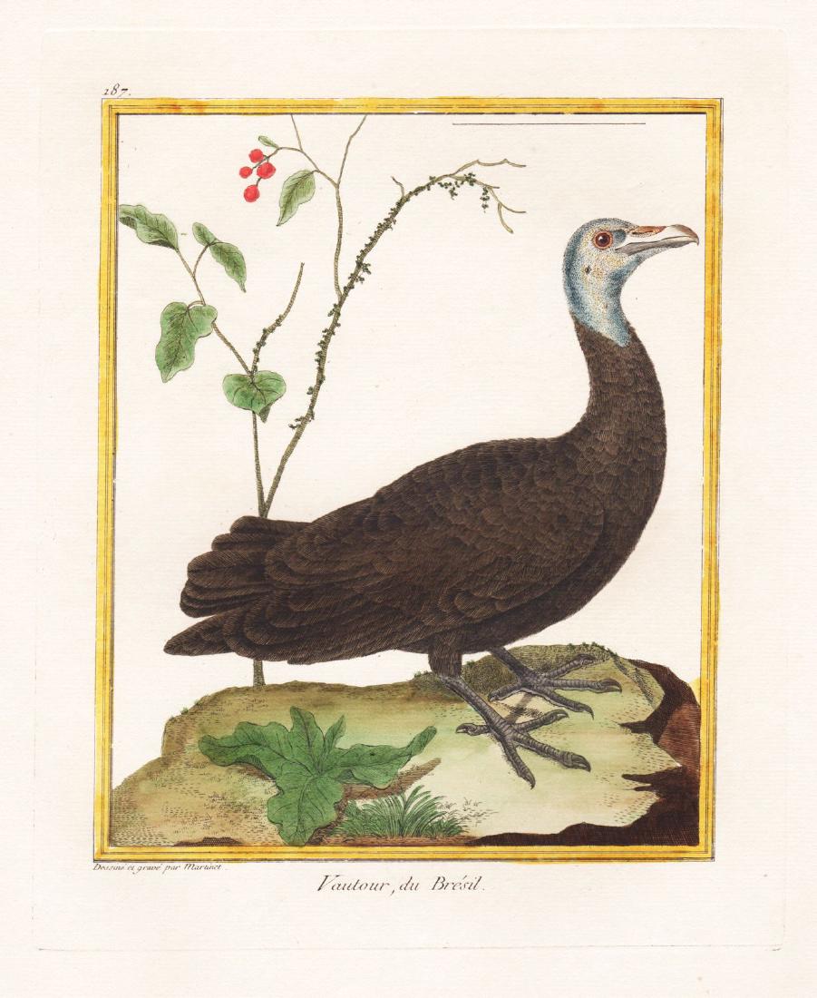 Martinet/Buffon: Brazilian Vulture (1 of 1)