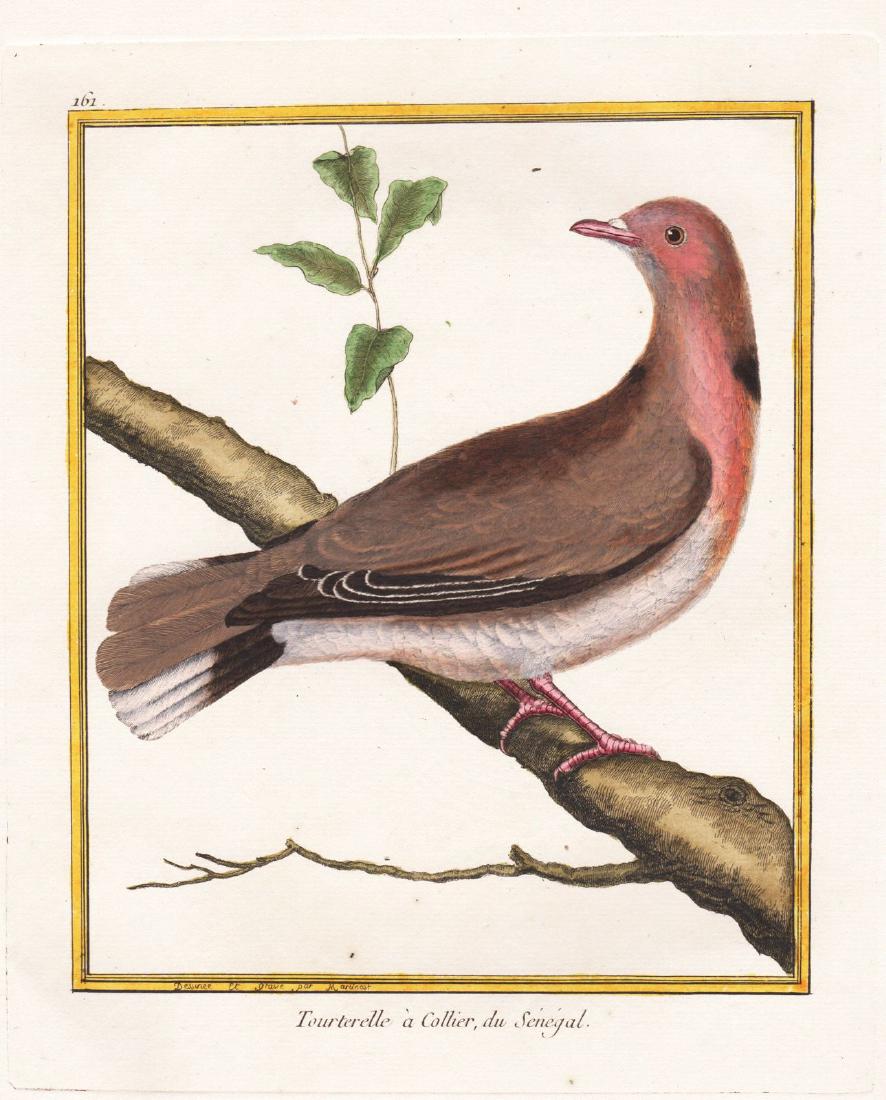 Martinet/Buffon: Senegal Collared Dove (1 of 1)