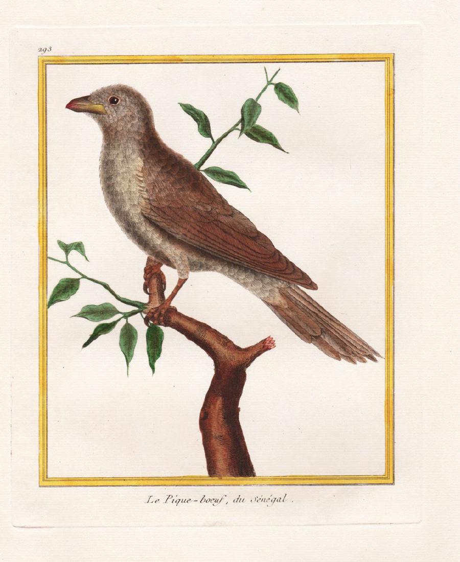 Martinet/Buffon: Senegal Oxpecker (1 of 1)