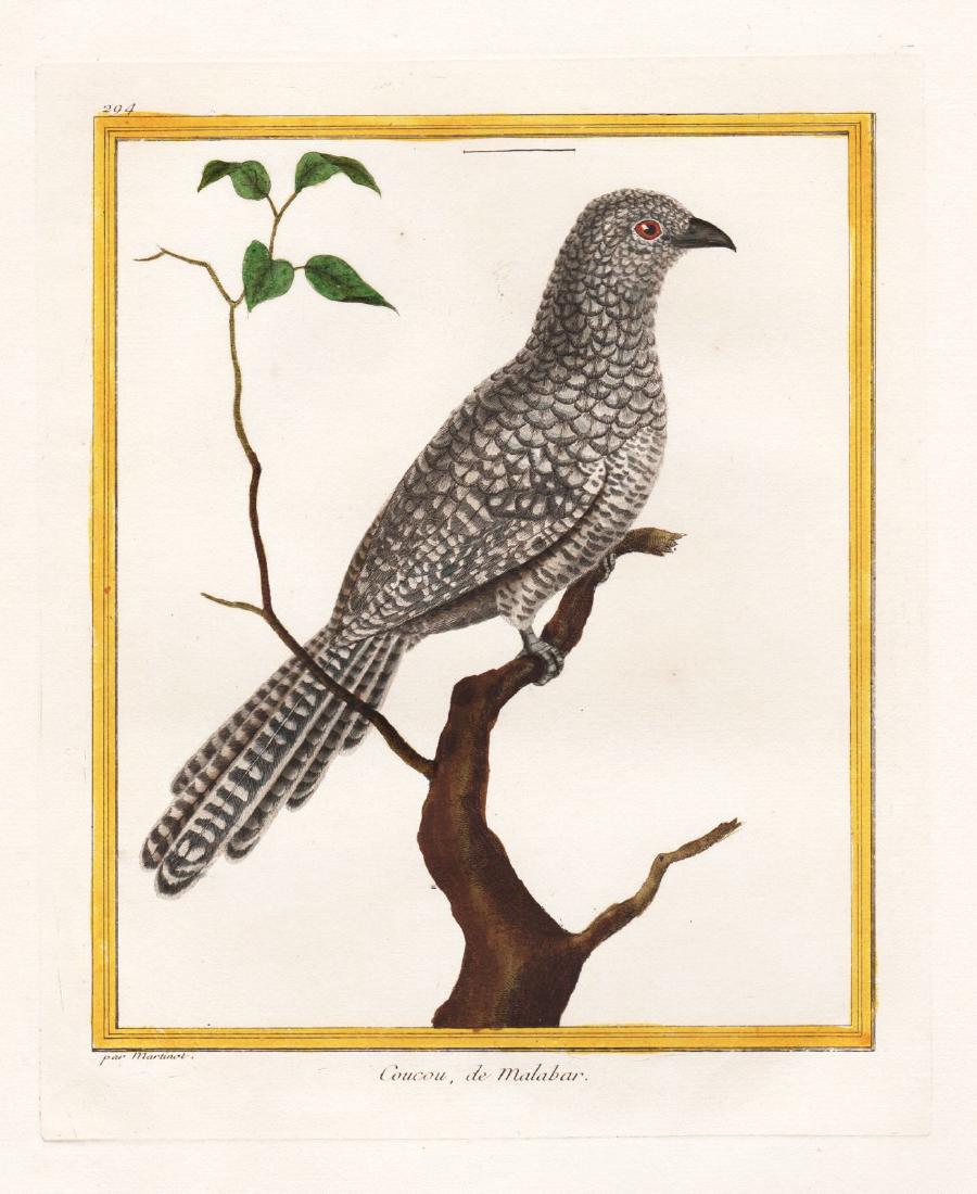 Martinet/Buffon: Malabar (India) Cuckoo (1 of 1)
