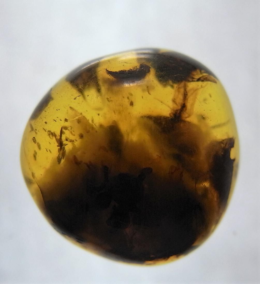 100 MILL YEARS OLD BURMITE AMBER WITH INSECT INCLUSION (1 of 7)