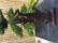Very beautiful original Japanese Samurai Swords rack. - 6