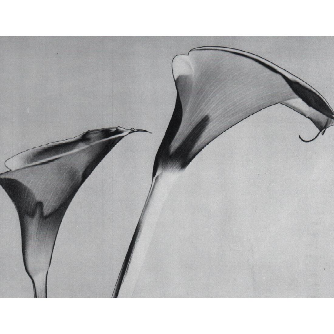 MAX DUPAIN - Lily, 1937: Artist: MAX DUPAIN Print Title: Lily, 1937 Medium: Sheet-Fed Gravure Printing Date: 1970's Printed in Great Britain Image Size: 7 X 5.25 inches Max Dupain (1911-1992) was an Australian modernist photo