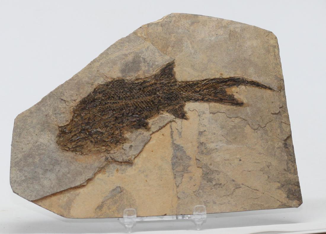 Paleozoic fossil fish : Paramblypterus duvernoyi (1 of 3)