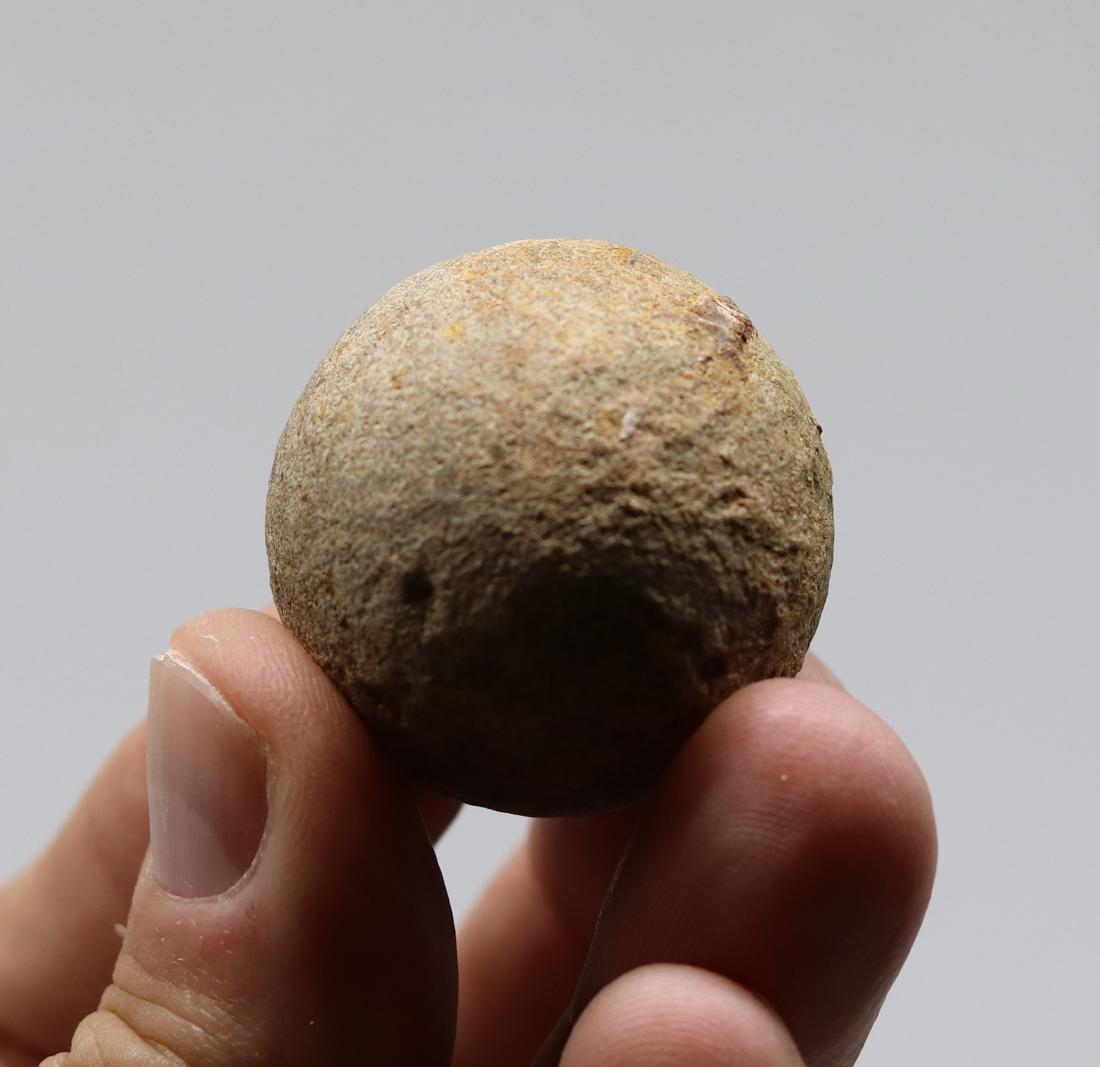 Perfect unhatched fossil turtle egg : Testudoolithus (1 of 5)
