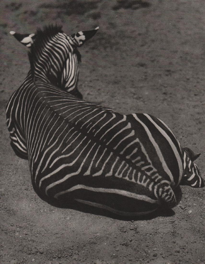 FRIEDRICH SEIDENSTUCKER - Zebra: Artist:FRIEDRICH SEIDENSTUCKER Print Title: Zebra Medium: Photoengraving Printed 1937 in Germany Image size (inches) approx. 8 x 6” Please note that this lot has a confidential reserve. When you lea
