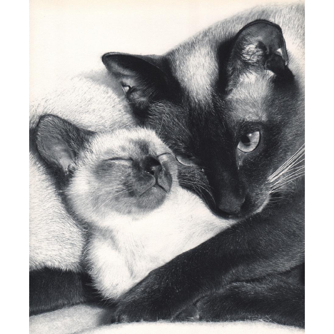 SALLY ANNE THOMPSON - Cats: Artist: SALLY ANNE THOMPSON Print Title: Cats Medium: Sheet-Fed Gravure Printing Date: 1960's Printed in Switzerland Image Size: 7 X 8.5 inches Sally Anne Thompson, in a career spanning over 50 years,