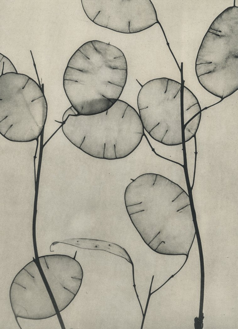 WILLY ZIELKE - Money Plant Seedpods: Artist: Willy Zielke Title: Money Plant Seedpods Medium: Sheet Fed Gravure, 1930, France Dimensions: 6.5x9" Heat Wax Mounted on 11x14" Conservation Board Willy Zielke was a German photographer and fil