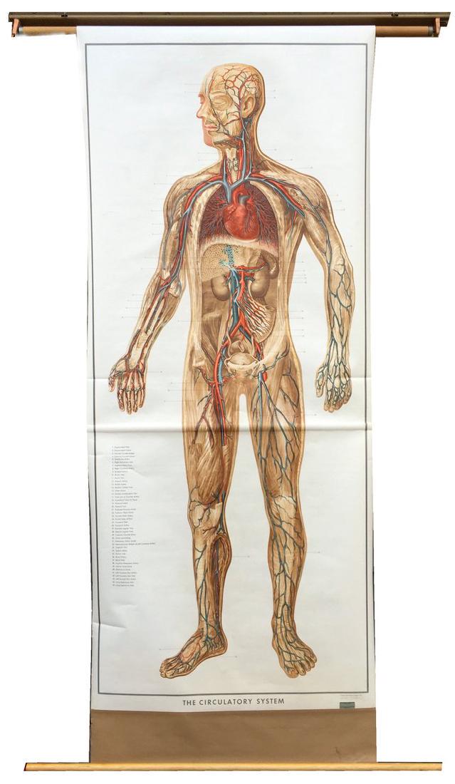 Vintage 1952 Denoyer Geppert Circulatory System Chart (1 of 4)