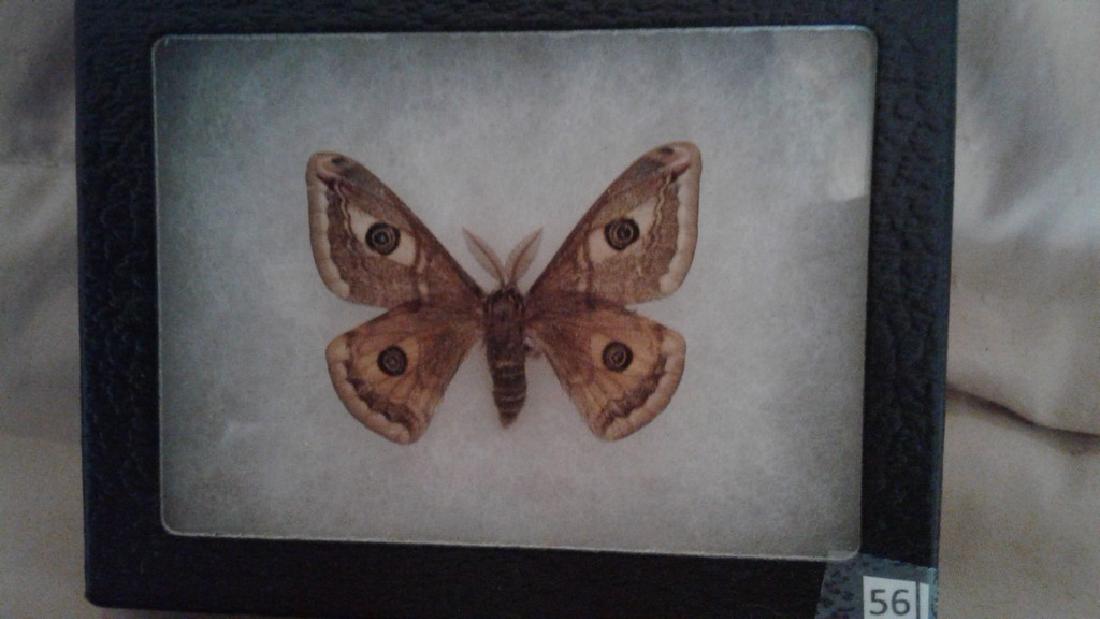 Mounted Moth (1 of 4)