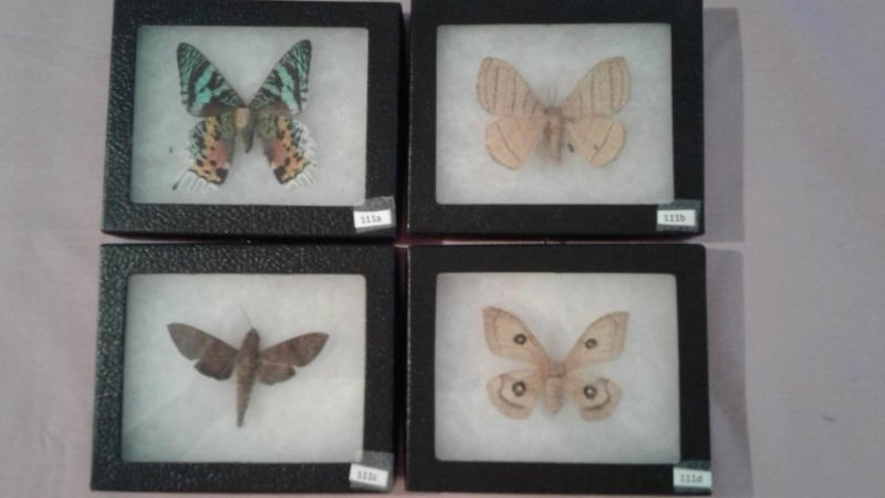 4 Mounted Moths And/or Butterflies (1 of 5)