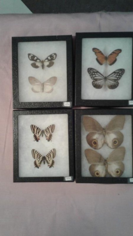8 Mounted Moths And/or Butterflies (1 of 5)