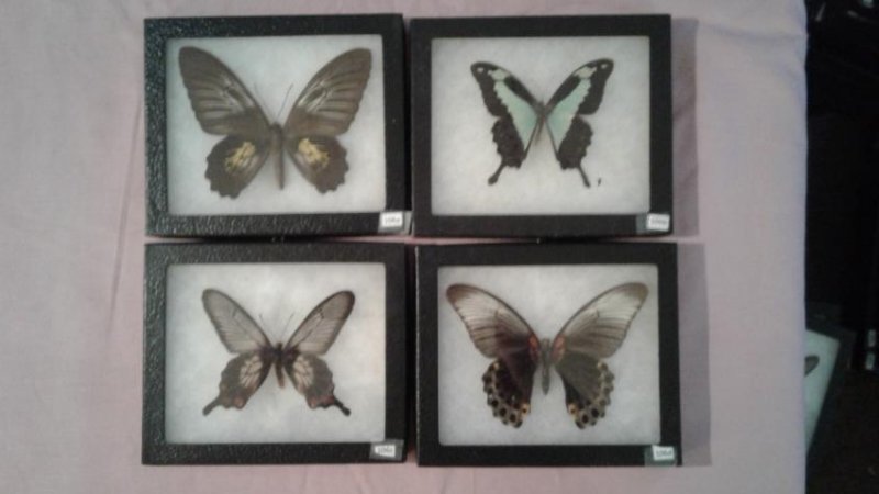 4 Mounted Moths And/or Butterflies (1 of 5)