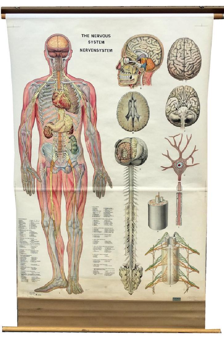 1969 Denoyer Geppert Nervous System Anatomical Chart (1 of 4)