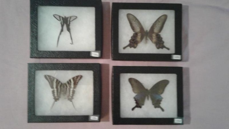 4 Mounted Moths And/or Butterflies (1 of 5)