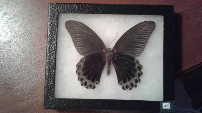 Mounted Butterfly: Mounted Butterfly 2000 Riker Mount 6.25 X 5 Papilo Memnon - Indonesia Please note that this lot has a confidential reserve. When you leave a bid in advance of the auction, submit your maximum. The bid
